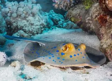 Delfin Tour: Schnorchelausflug und Schwimmen mit Delfinen in freier Wildbahn photo